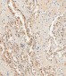 Ubiquitin Antibody (N-term)